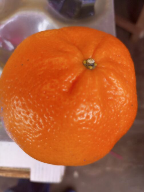 Tangerine~~Fruits - Image 2