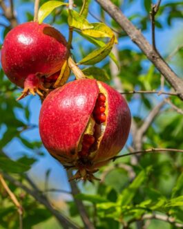 Pomegranate~~ Fruits