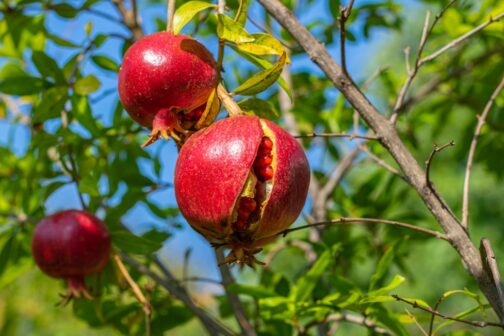 Pomegranate~~ Fruits - Image 2